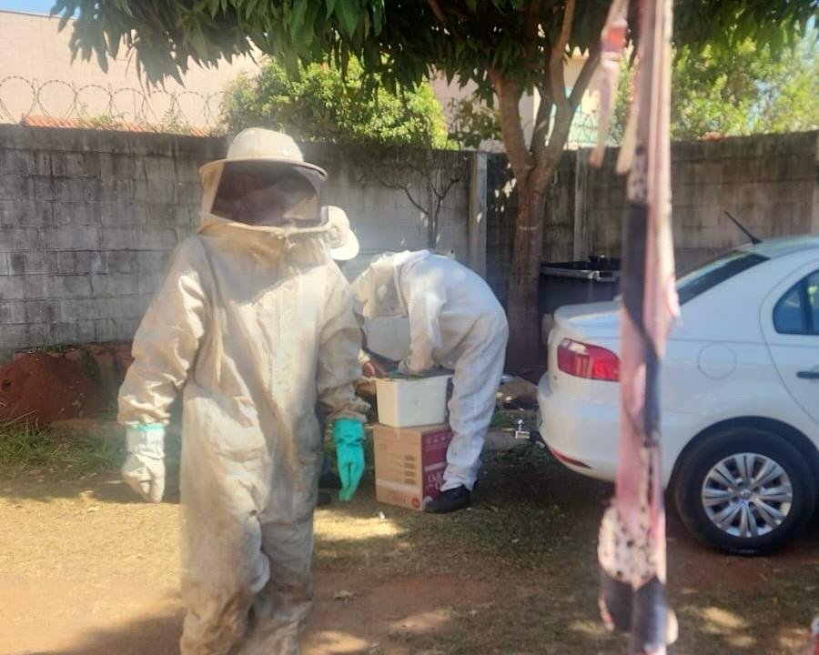 Prefeitura oferta serviço especializado para retirada de enxames de abelhas