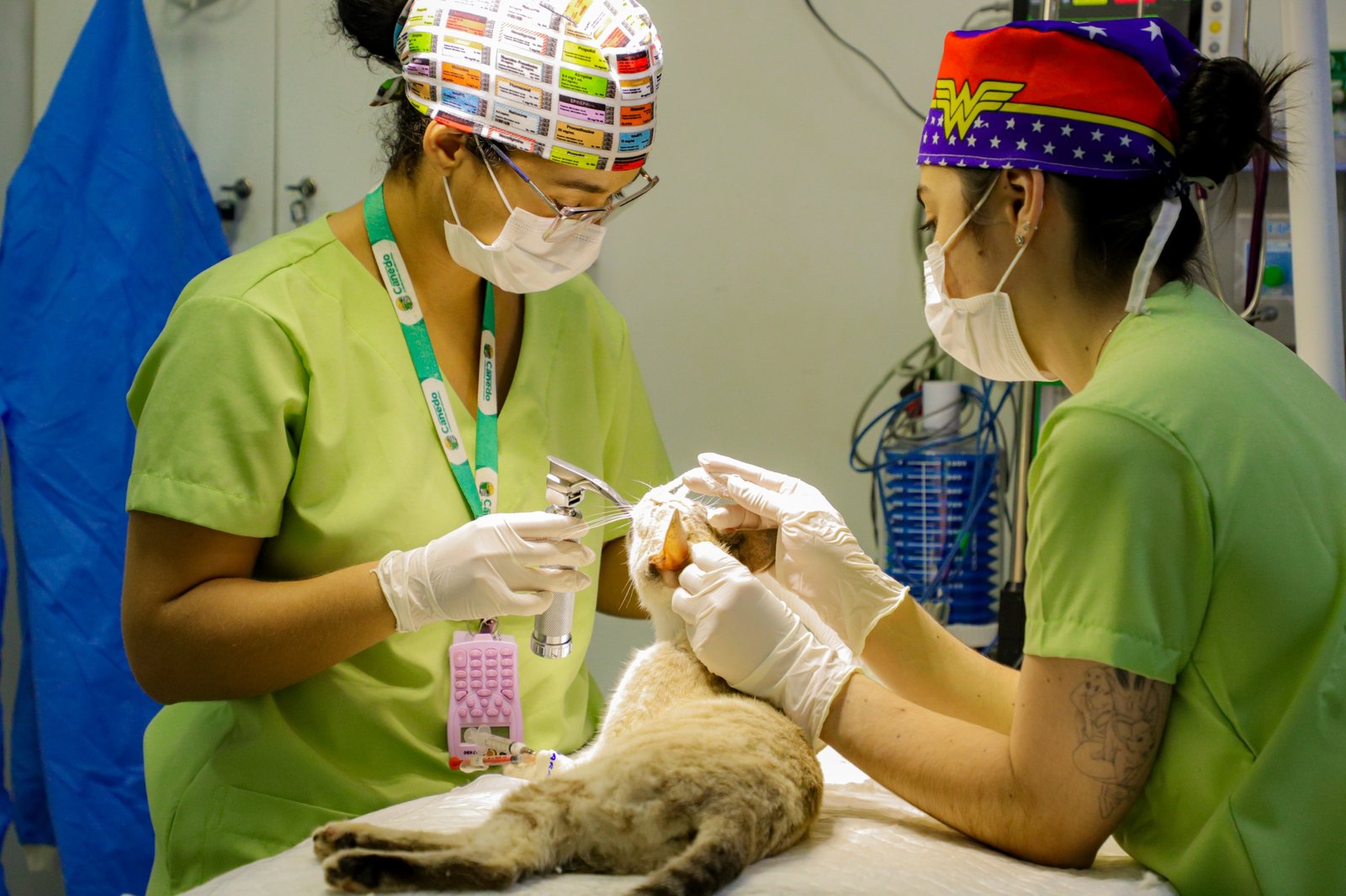 Mutirão de castração atende 60 animais em Senador Canedo